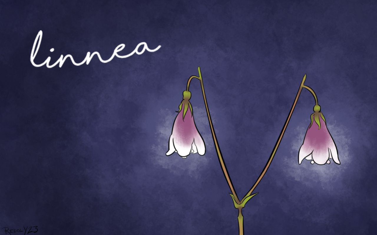 Linnea